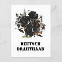  Pointer à poil dur allemand    