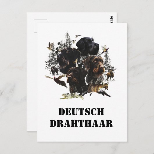 Carte Postale Pointer à poil dur allemand (Devant / Derrière)