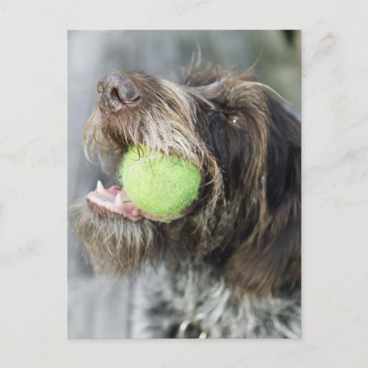 Carte Postale Pointer chien mordant balle de tennis, gros plan (Devant)