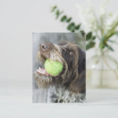Carte Postale Pointer chien mordant balle de tennis, gros plan (Debout devant)