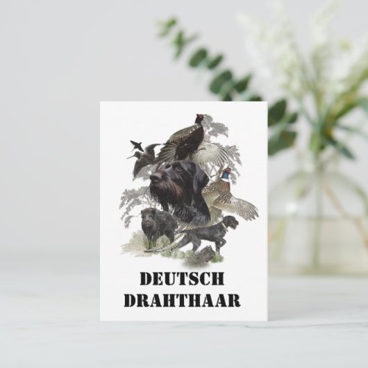 Carte Postale Pointeur À poils durs allemand (Debout devant)