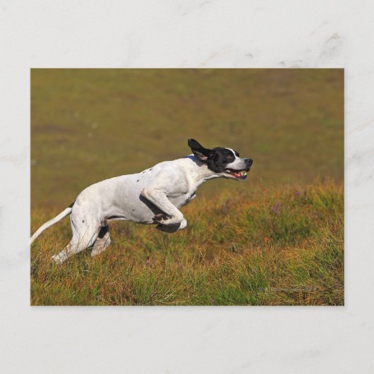 Carte Postale Pointeur. Canis lupus familiaris (Devant)
