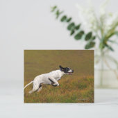 Carte Postale Pointeur. Canis lupus familiaris (Debout devant)