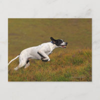 Pointeur. Canis lupus familiaris