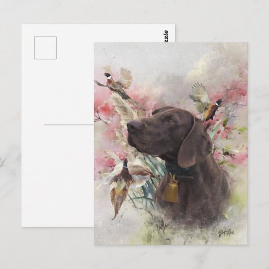 Carte Postale Pointeur court allemand (Devant / Derrière)