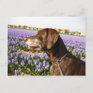 Carte Postale Pointeur et fleurs allemands