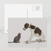 Carte Postale Pointeur regardant en bas du chat (Devant / Derrière)