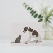 Carte Postale Pointeur regardant en bas du chat (Debout devant)