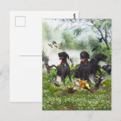 Carte Postale Pointeurs allemands à poils courts (Devant / Derrière)