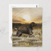 Carte Postale Pointeurs germains (GSP) (Devant / Derrière)