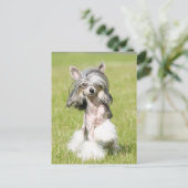 Carte Postale Pointing Sheeba (Debout devant)