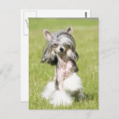 Carte Postale Pointing Sheeba (Devant / Derrière)