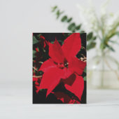 Carte Postale Pointsettia rouge vif (Debout devant)