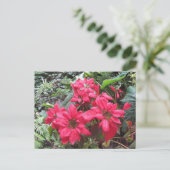 Carte Postale Pointsettias (Debout devant)