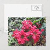 Carte Postale Pointsettias (Devant / Derrière)