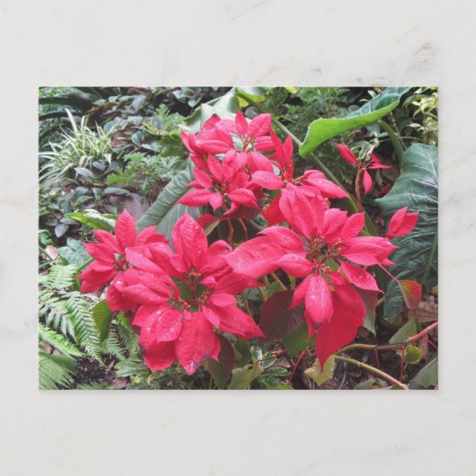 Carte Postale Pointsettias (Devant)