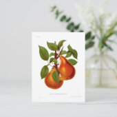 Carte Postale Poire Beurre Durondeau (Debout devant)