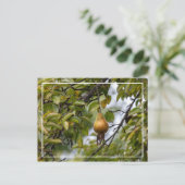 Carte Postale Poire Bosc Sur L'Arbre (Debout devant)