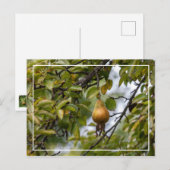 Carte Postale Poire Bosc Sur L'Arbre (Devant / Derrière)