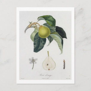 Carte Postale Poire d'ange, gravée par Bocourt, publiée en 1755
