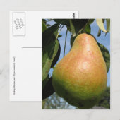 Carte Postale Poire Délicieuse (Devant / Derrière)