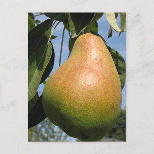 Carte Postale Poire Délicieuse