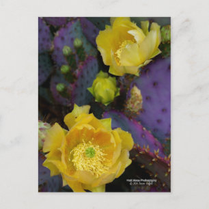 Carte Postale Poire pourpre opuntie cactus fleurs jaunes