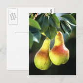 Carte Postale Poires (Devant / Derrière)