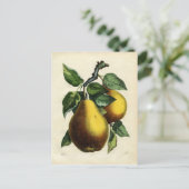 Carte Postale Poires d'or (Debout devant)