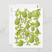 Carte Postale Poires en croissance (Devant / Derrière)