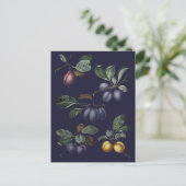 Carte Postale Poires vintages et prunes (Debout devant)