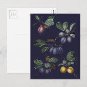 Carte Postale Poires vintages et prunes (Devant / Derrière)