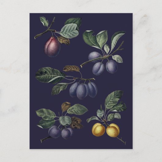 Carte Postale Poires vintages et prunes (Devant)