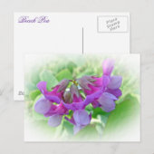 Carte Postale Pois de plage - Lathyrus japonicus - Fleur sauvage (Devant / Derrière)