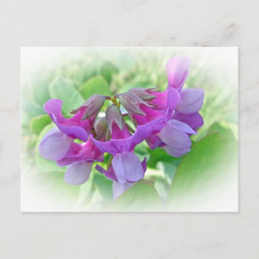 Carte Postale Pois de plage - Lathyrus japonicus - Fleur sauvage (Devant)