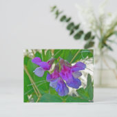 Carte Postale Pois de plage (Lathyrus maritimus) Éléments de coo (Debout devant)