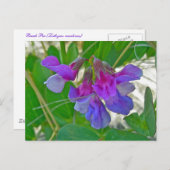 Carte Postale Pois de plage (Lathyrus maritimus) Éléments de coo (Devant / Derrière)