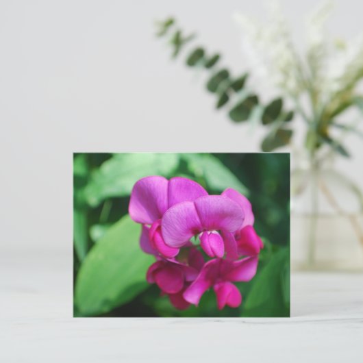 Carte postale Pois doux (Debout devant)