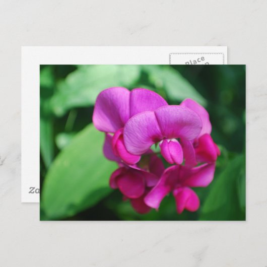 Carte postale Pois doux (Devant / Derrière)