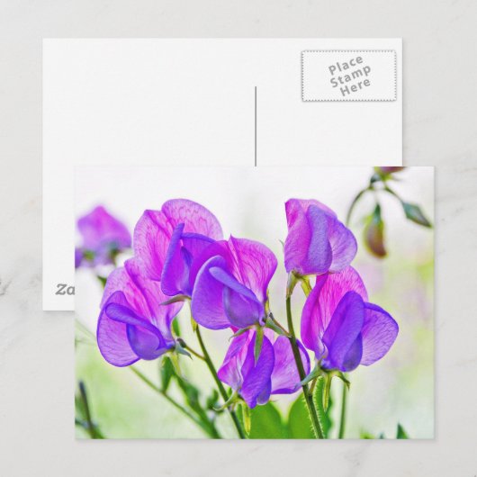 Carte Postale Pois doux (Devant / Derrière)