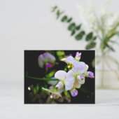 Carte Postale Pois doux (Debout devant)