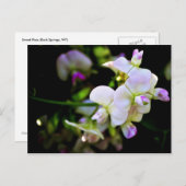 Carte Postale Pois doux (Devant / Derrière)