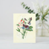 Carte Postale Pois doux de Pierre-Joseph Redouté (Debout devant)