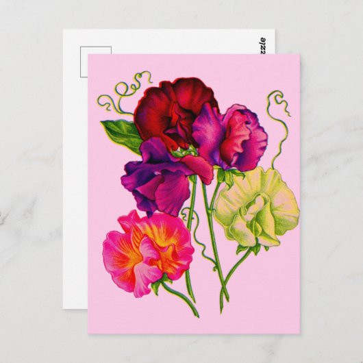 Carte Postale pois doux en violet et rose (Devant / Derrière)