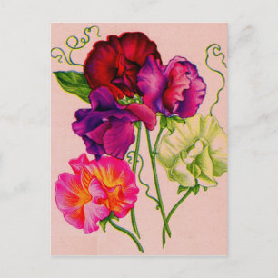 Carte Postale pois doux en violet et rose