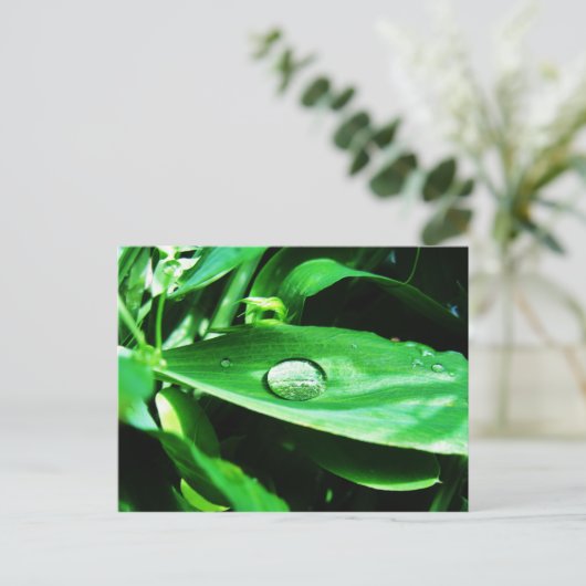 Carte Postale Pois doux et pluie (Debout devant)