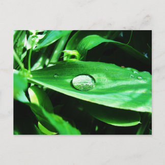 Carte Postale Pois doux et pluie