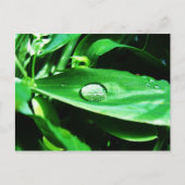 Carte Postale Pois doux et pluie (Devant)