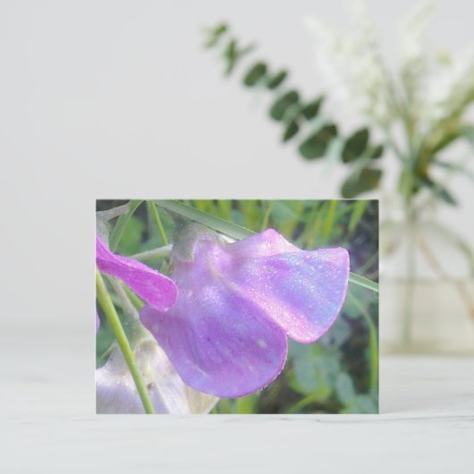 Carte postale Pois doux éternel (Debout devant)