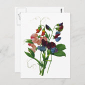 Carte Postale Pois doux rose bleu et violet par Redoute (Devant / Derrière)